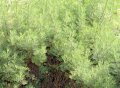 Лечебен пелин, храстовиден пелин (Artemisia abrotanum), снимка 2
