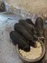 Продавам пръч и ярета, снимка 2