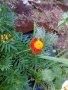 Семе от Тагетес, турта, турско цвете, френски невен, двуцветно 💥, снимка 1 - Градински цветя и растения - 30084981
