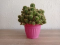 Кактус, снимка 1
