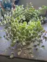 Седум Сиеболди, Sedum sieboldii, снимка 3