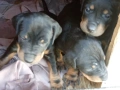 Продавам 6 бр. малки кучета ягтериери., снимка 10