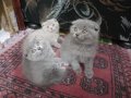 Шотландски клепоухи котета , снимка 7