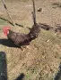  Петел Черен Легхорн Leghorn, снимка 7
