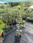 Камелия 100 см., снимка 5