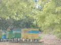 Продавам натурален пчелен мед , снимка 3