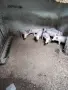 продава малки прасета, снимка 2