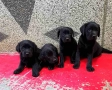 продавам лабрадори , снимка 3