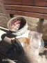 Газена лампа. ., снимка 6