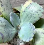 Kalanchoe marmorata ‘Tiger’, снимка 3