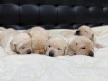 Чистокръвни Лабрадор Ретривър:, снимка 2