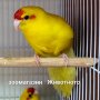 Папагали какарики