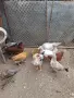 Продавам ярки и петлета, снимка 3