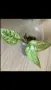 Epipremnum pinnatum Mint variegated , снимка 2