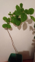 РАЙСКА ЯБЪЛКА в САКСИЯ  - Височина 1,30 м , снимка 1 - Градински цветя и растения - 44929545