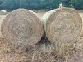 Бали овес със зърното, снимка 5