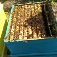 Пчелни отводки, снимка 10 - За пчели - 39565893