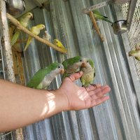 Ръчно хранени папагали монах  2023г , снимка 9 - Папагали - 40805832