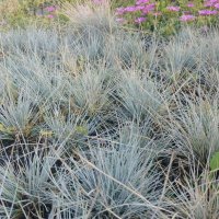 Синя трева -фестука, снимка 2 - Градински цветя и растения - 42049476