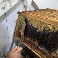 Манов мед от с.Бродилово, снимка 2 - Пчелни продукти - 38059490