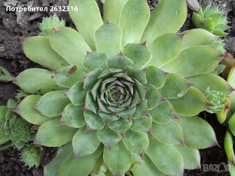 Сукуленти  Дебелец / Алпийска роза, снимка 1