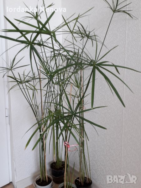 Циперус, снимка 1