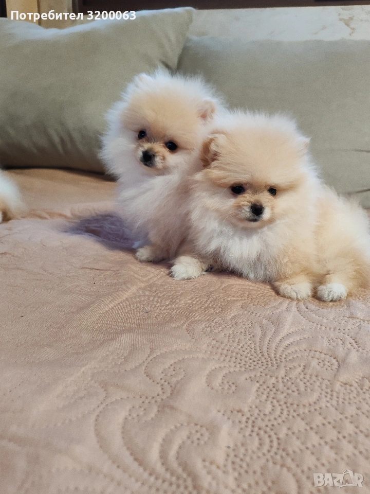 Померанчета мини женски , снимка 1