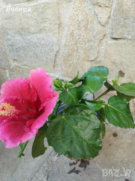хибискус , снимка 1