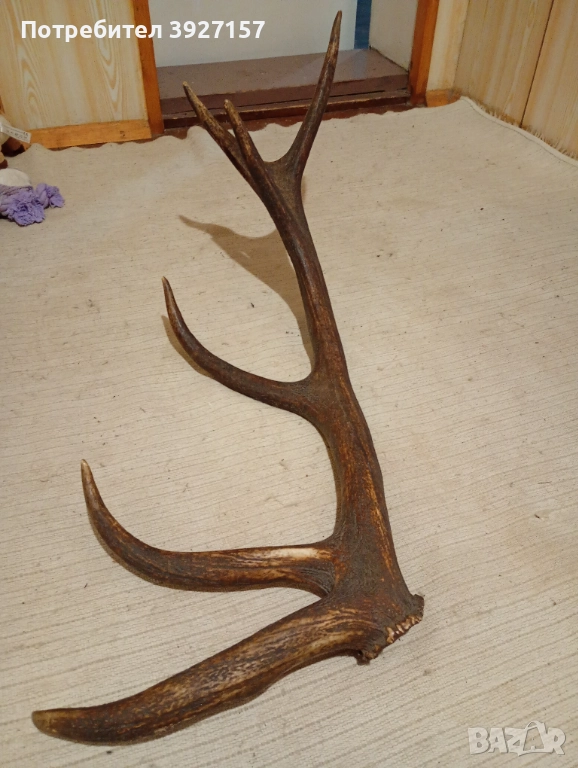 Рог от благороден елен., снимка 1