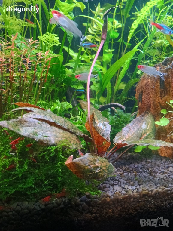 Аквариумни растения,охлюви, скариди , снимка 1