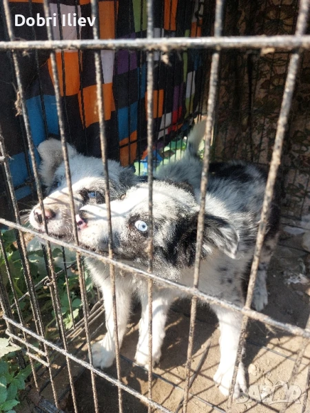 Продавам Бордан Колита , снимка 1