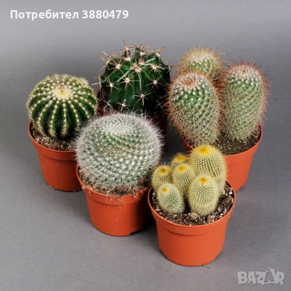 кактуси от Малта, снимка 1