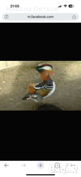 Патета мандаринки , снимка 1