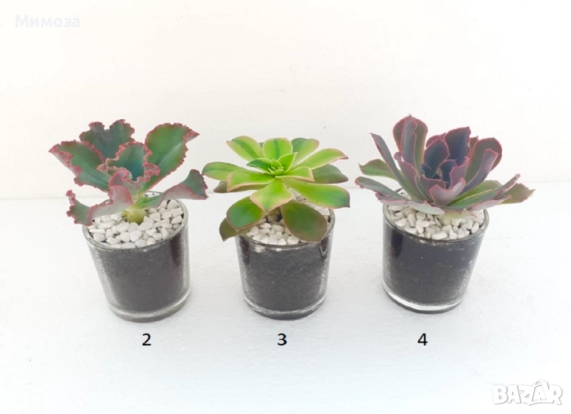 Сукуленти подаръци , снимка 1
