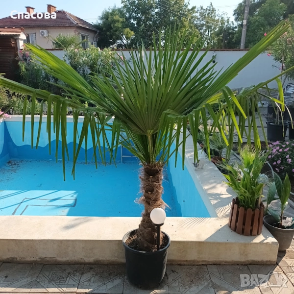 Зимна /студоустойчива/ палма Трахикарпус, снимка 1