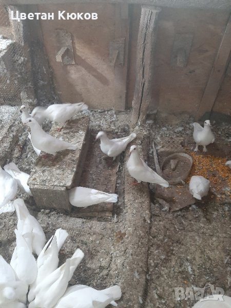 Продавам  гълъби , снимка 1