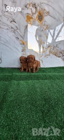  Той и мини пудели, снимка 6 - Пудели - 47042609