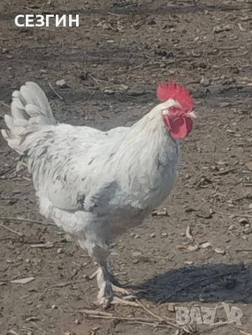 домашни селски петли , без ГМО, снимка 2 - други­ - 54063657
