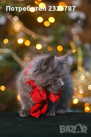 Продавам коте мейн-кун, снимка 3 - Мейн кун - 52864422