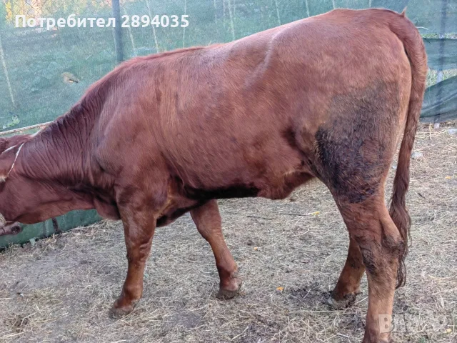 3 женски за клане , снимка 2 - Крави - 56110231