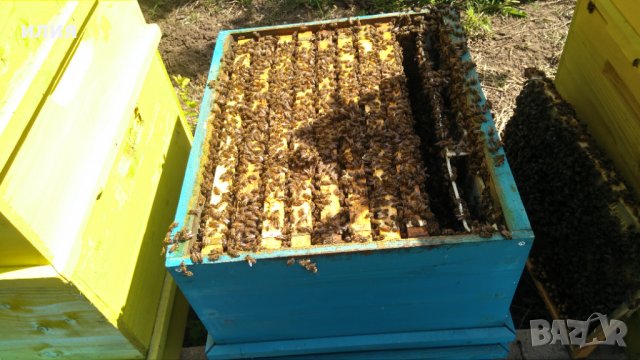 Пчелни отводки, снимка 10 - За пчели - 39565893