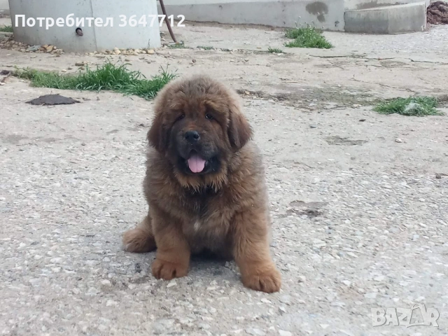 Тибетски мастиф , снимка 8 - Мастиф - 54087033