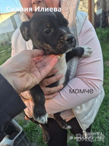 Малки бебета питбули, снимка 8 - Питбул - 53937837