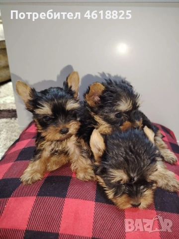 Мини йоркширски териери , снимка 11 - Йоркширски териер - 54048007