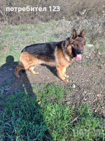 Мъжка дългокосместа немска овчарка за разплод., снимка 5 - Немска овчарка - 49048510