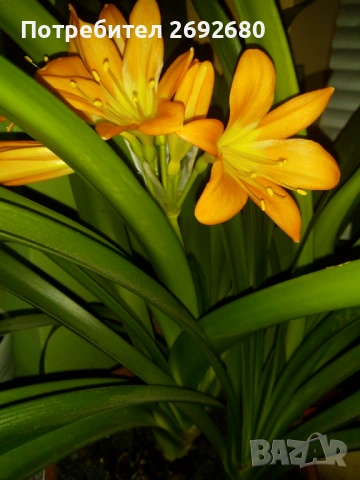 Голяма оранжева кливия с цветонос(5бр.в една саксия с обща цена), снимка 12 - Стайни растения - 45435468