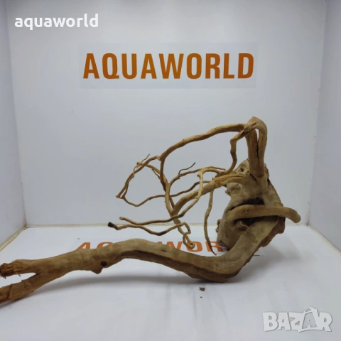 Корен Азалия 19