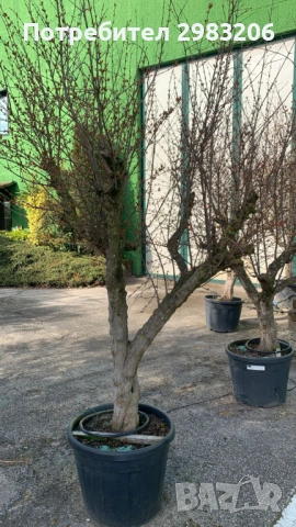 Продавам растения от нар