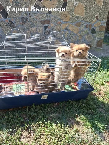  померански щпиц на два месеца. ваксини, паспорти и обезпаразитени момченца