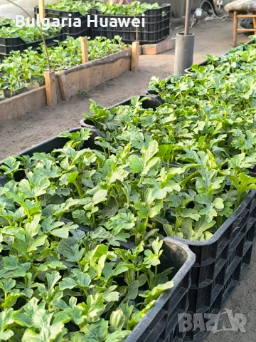 Разсад дини сорт Соренто, снимка 3 - Разсади - 54278823